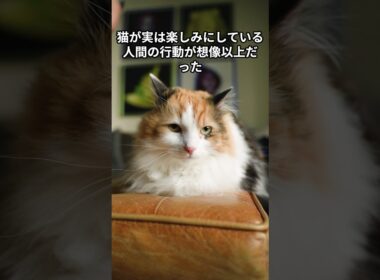 猫が実は楽しみにしている人間の行動が想像以上だった　 #猫 #雑学 #ねこ #猫のいる生活 #猫好き #猫の雑学 #ネコ #名もなき風景 #cat