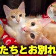 ついに子猫たちとのお別れの時がやってきました。