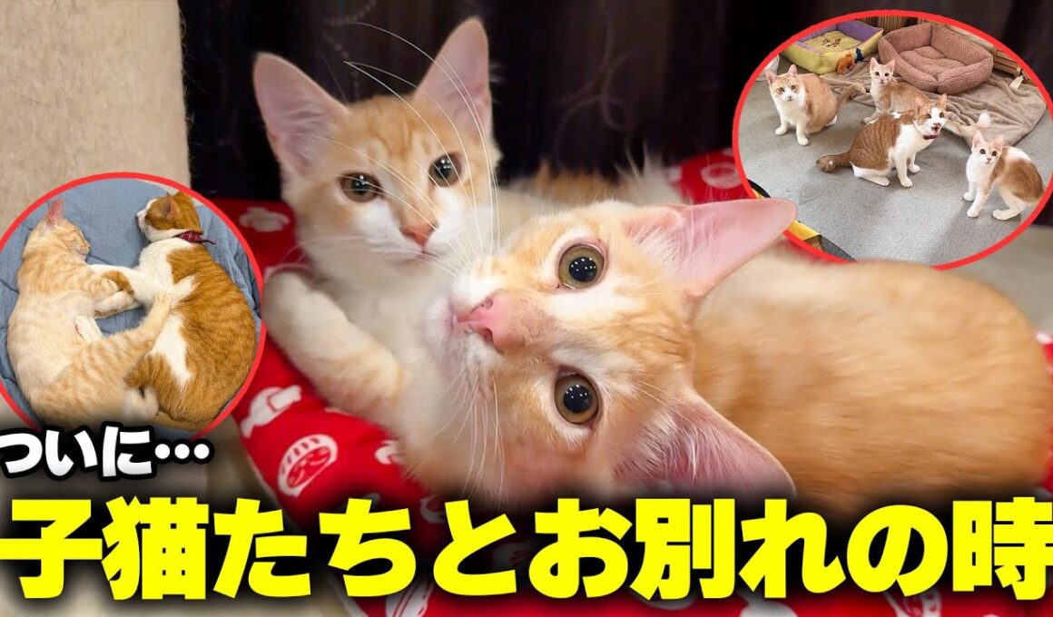 ついに子猫たちとのお別れの時がやってきました。