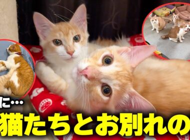 ついに子猫たちとのお別れの時がやってきました。