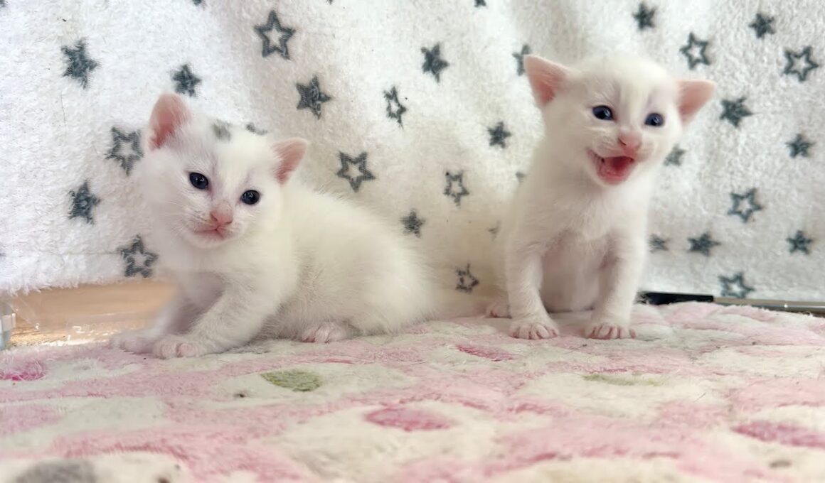 生後21日 ひとりが鳴くとつられて鳴いちゃう子猫【白玉ちゃん日記#24】When one kitten cries, the others cry along too.