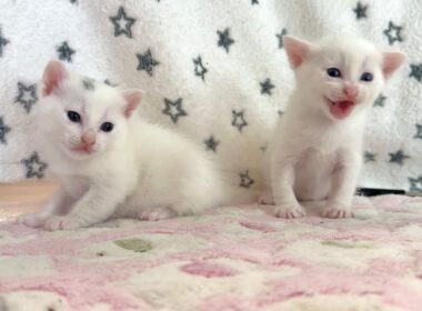 生後21日 ひとりが鳴くとつられて鳴いちゃう子猫【白玉ちゃん日記#24】When one kitten cries, the others cry along too.