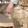もふもふ猫の夜の日課とは？ 【サイベリアン】
