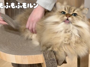 もふもふ猫の夜の日課とは？ 【サイベリアン】