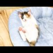 さっきまで暴れていた子猫がこちらです