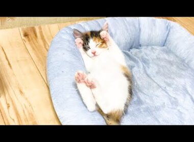 さっきまで暴れていた子猫がこちらです