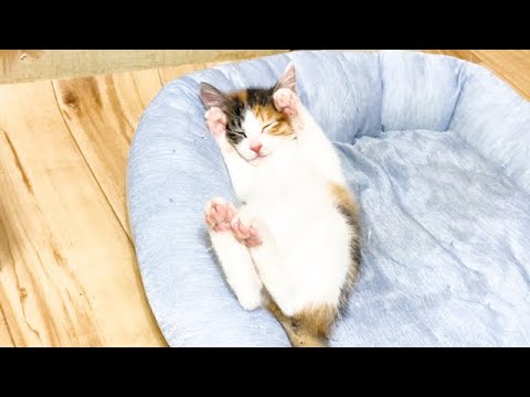 さっきまで暴れていた子猫がこちらです