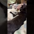 ホッとする動画。黒猫の黒夢、シャムの雫