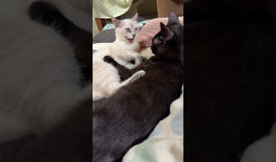 ホッとする動画。黒猫の黒夢、シャムの雫