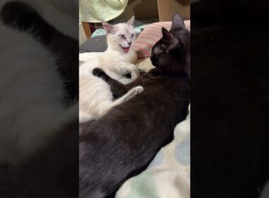 ホッとする動画。黒猫の黒夢、シャムの雫