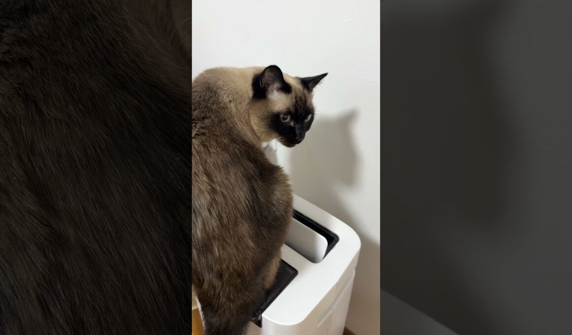 風が好きなシャム猫のふくさん【たぬき猫】 #shorts  #猫のいる暮らし #cat #ねこ #しゃむねこ#cute