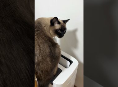 風が好きなシャム猫のふくさん【たぬき猫】 #shorts  #猫のいる暮らし #cat #ねこ #しゃむねこ#cute