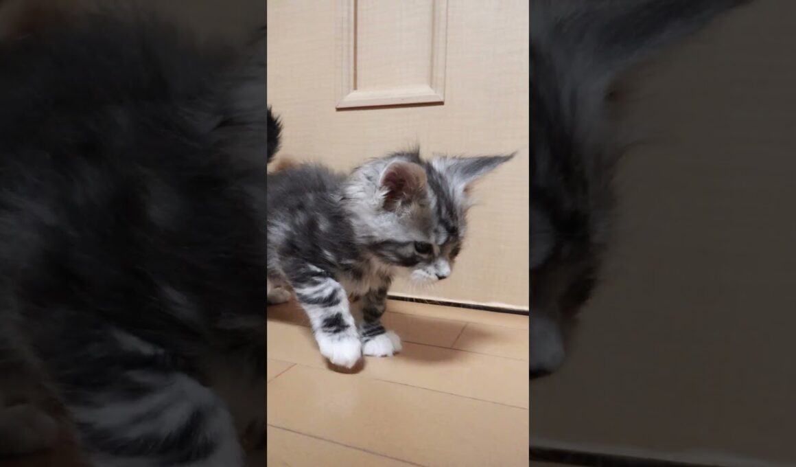 生後45日シルバーのメインクーンドンチッチ君