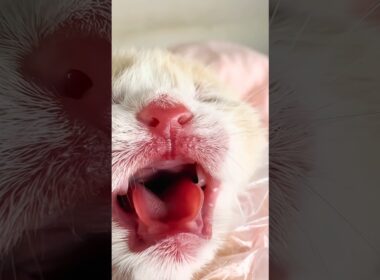 いのちの息づかいWhispers of Existence#adorable #cat #catvideos #子ネコ #子猫#meow