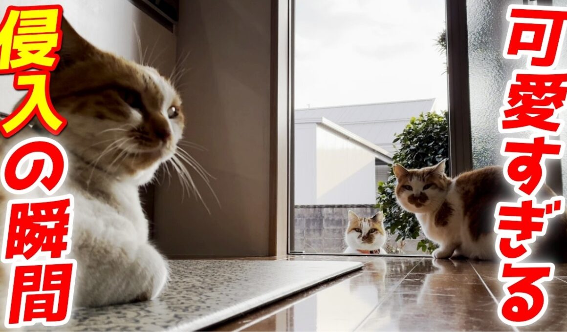 庭子猫が家の中に侵入する瞬間が可愛すぎた件…笑［三毛母猫の子猫］