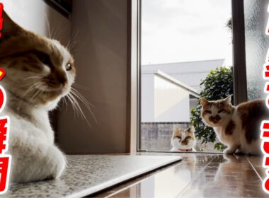 庭子猫が家の中に侵入する瞬間が可愛すぎた件…笑［三毛母猫の子猫］