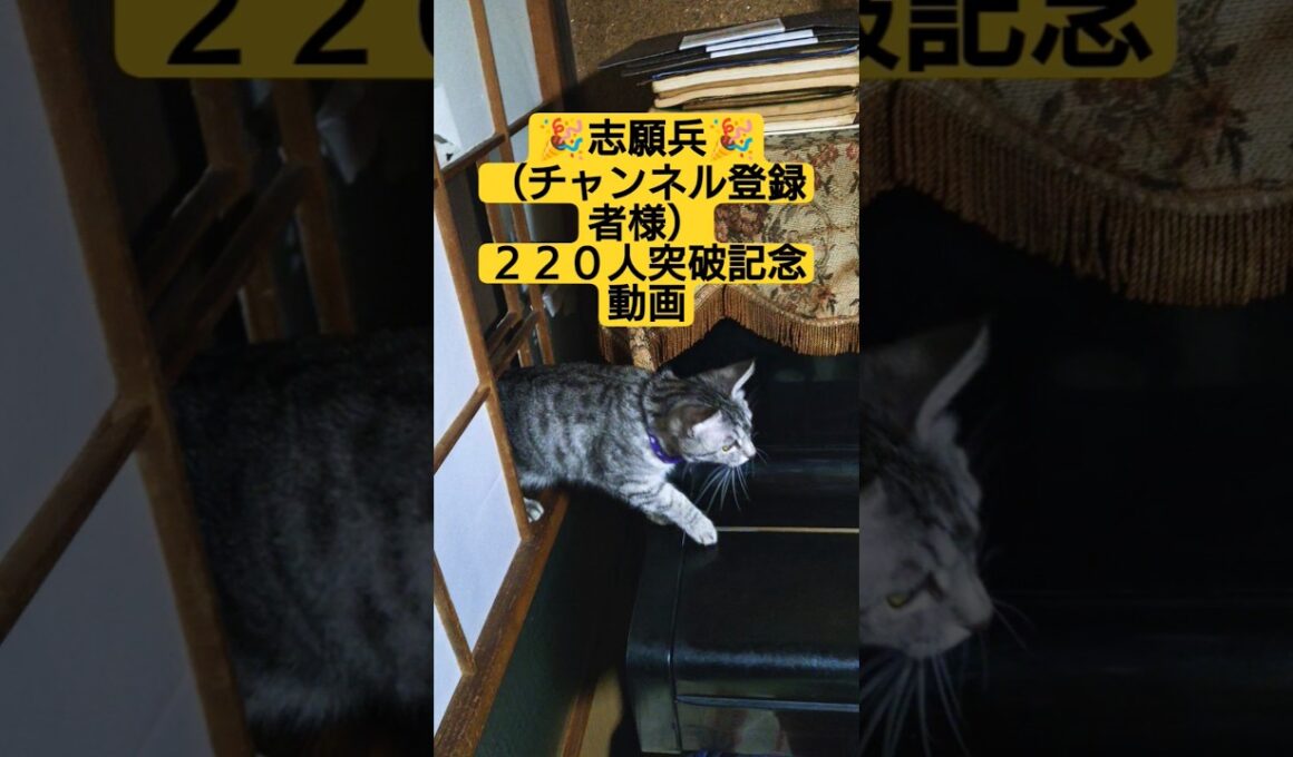 🎉志願兵🎉（チャンネル登録者様）２２０突破記念動画　皆に家族の証（首輪）付けてみた#cute #cat #ねこ #猫のいる暮らし #いやし #いやされたい #いやしねこ #ウタ #時雨 #吹雪