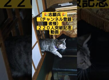 🎉志願兵🎉（チャンネル登録者様）２２０突破記念動画　皆に家族の証（首輪）付けてみた#cute #cat #ねこ #猫のいる暮らし #いやし #いやされたい #いやしねこ #ウタ #時雨 #吹雪