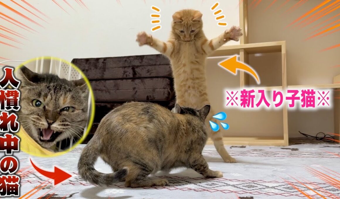 【神回】警戒心ゼロの子猫 にシャーシャー猫の人慣れを任せてみた結果...。