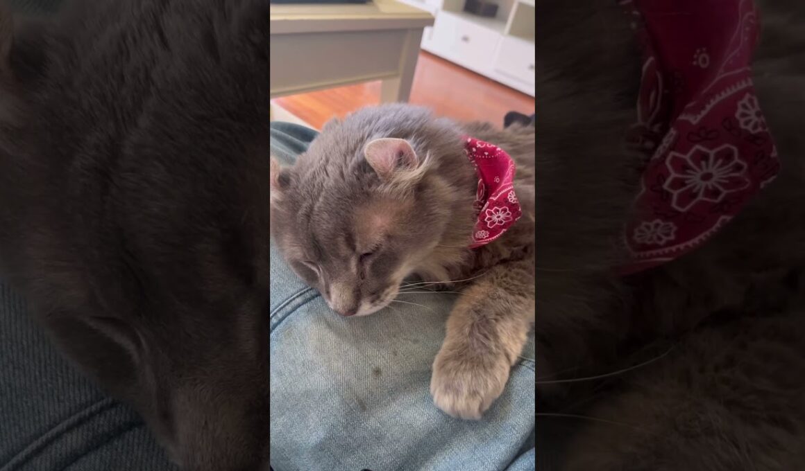 可愛い赤いマフラー #ねこ動画 #アメリカンカール