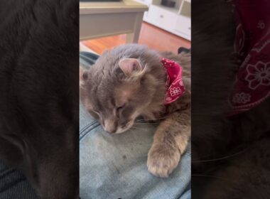 可愛い赤いマフラー #ねこ動画 #アメリカンカール