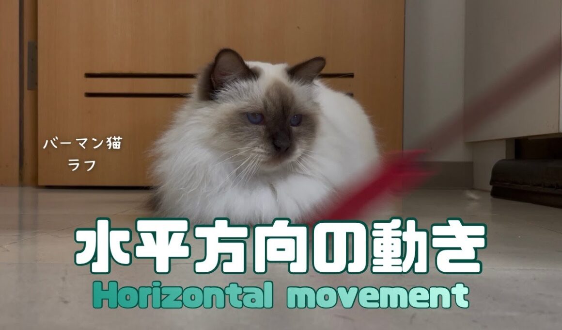 バーマン猫ラフとガブ【水平方向の動き】Horizontal movement（バーマン猫）Birman/Cat