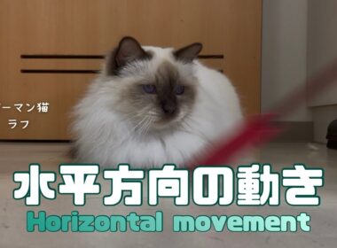 バーマン猫ラフとガブ【水平方向の動き】Horizontal movement（バーマン猫）Birman/Cat