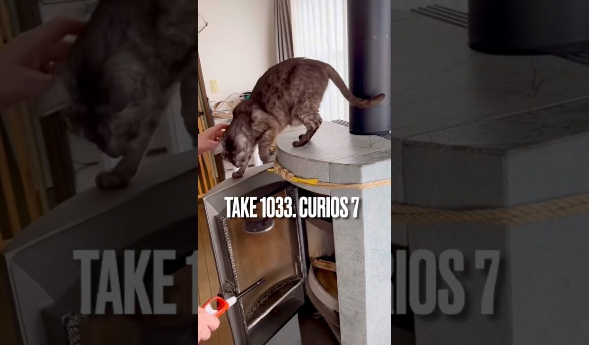 #好奇心旺盛な猫 #薪ストーブと猫 #青森県の猫 #薪ストーブがある暮らし #egyptianmaucat #エジプシャンマウスモーク #エジプシャンマウ #shorts