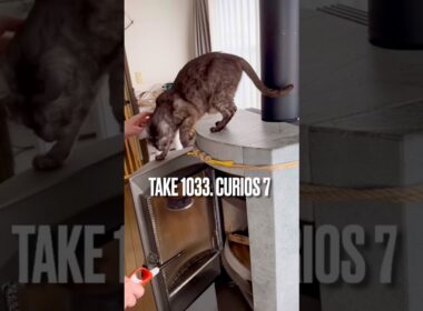 #好奇心旺盛な猫 #薪ストーブと猫 #青森県の猫 #薪ストーブがある暮らし #egyptianmaucat #エジプシャンマウスモーク #エジプシャンマウ #shorts