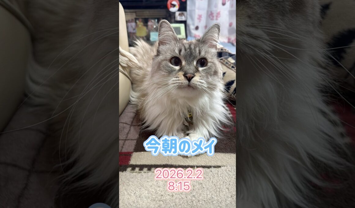 『今朝のメイ』2026.2.2 #メインクーン #メインクーンのいる生活