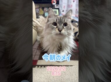『今朝のメイ』2026.2.2 #メインクーン #メインクーンのいる生活