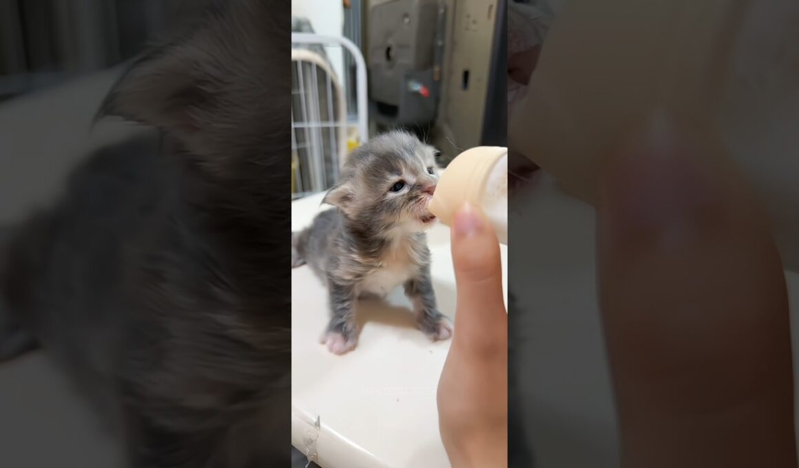🍼子猫のミルクタイムKitten's Milk Time #adorable #cat #catvideos #kitten #子猫