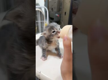 🍼子猫のミルクタイムKitten's Milk Time #adorable #cat #catvideos #kitten #子猫