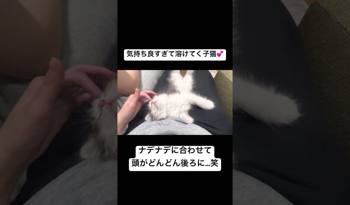 とろ〜りとろける子猫 #sorts #cat #cutecat #スコティッシュフォールド #子猫 #猫 #癒し #cute #猫のいる暮らし