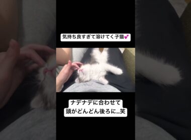 とろ〜りとろける子猫 #sorts #cat #cutecat #スコティッシュフォールド #子猫 #猫 #癒し #cute #猫のいる暮らし