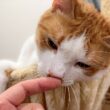 仲良しだった子猫たちとお別れした猫が、明らかに様子がおかしくなってしまいました…