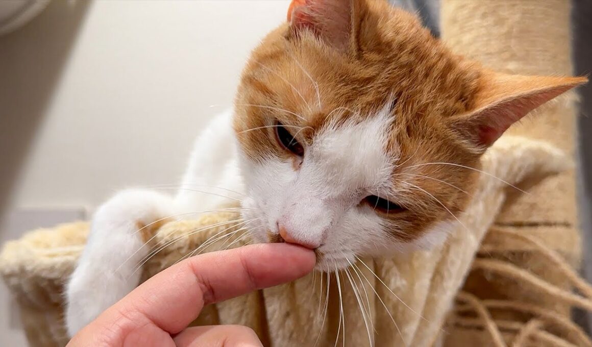 仲良しだった子猫たちとお別れした猫が、明らかに様子がおかしくなってしまいました…