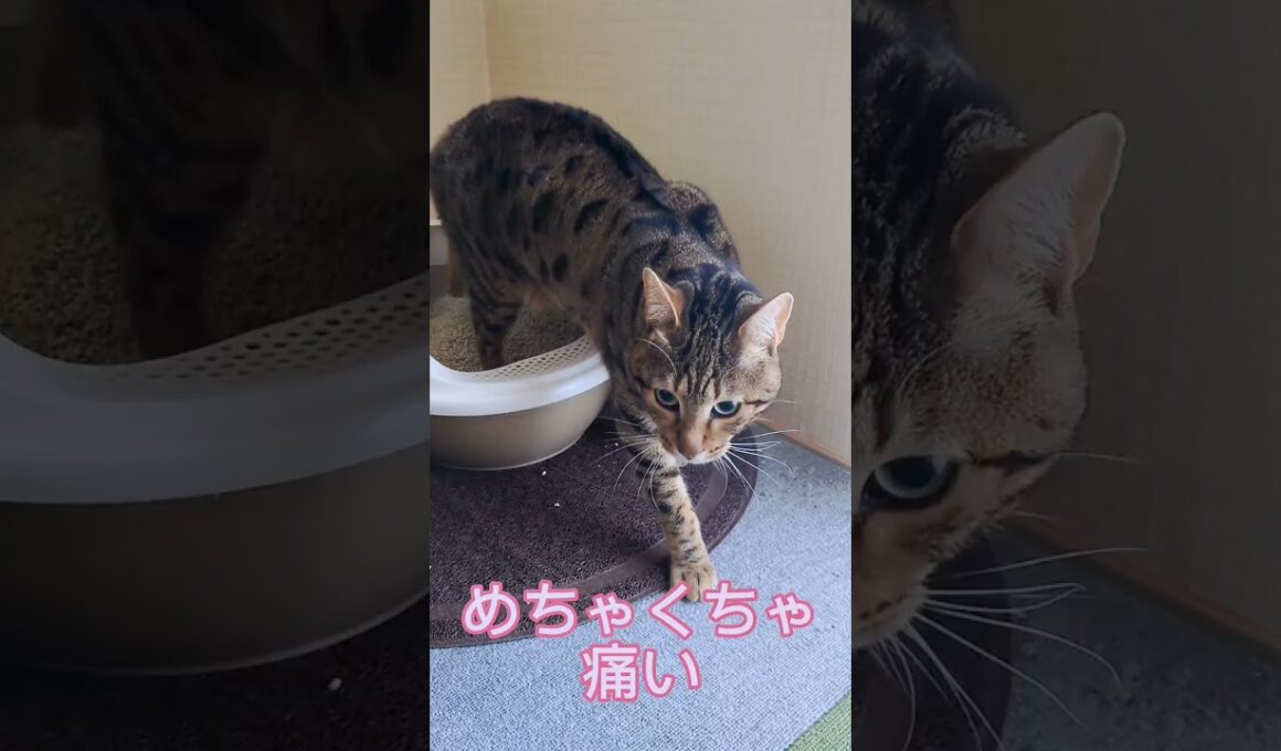 ベンガル猫　ベガとアル　 #cat #ベンガル #おすすめ #ねこ #かわいい猫 #猫の雑学#雑学#豆知識 #猫のトリビア#ベンガル #ねこのきもち