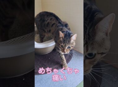 ベンガル猫　ベガとアル　 #cat #ベンガル #おすすめ #ねこ #かわいい猫 #猫の雑学#雑学#豆知識 #猫のトリビア#ベンガル #ねこのきもち