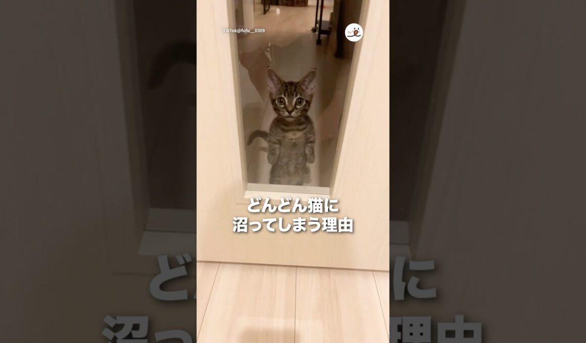 どんどん猫に沼ってしまう理由｜PECO