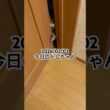 2026/02/02今日のかしちゃん #猫 #ペルシャ #カシス #cat #猫のいる暮らし