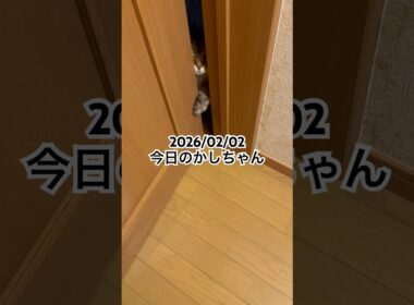 2026/02/02今日のかしちゃん #猫 #ペルシャ #カシス #cat #猫のいる暮らし