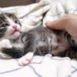 ミルクに気づいた赤ちゃん子猫がカワイイ鳴き声で鳴きながら急いでソファーからおじの元へ？【赤ちゃん猫　保護猫】