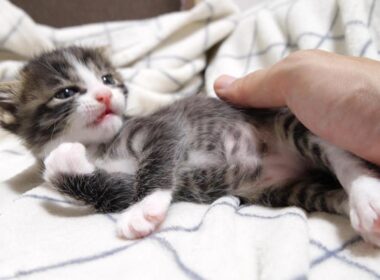 ミルクに気づいた赤ちゃん子猫がカワイイ鳴き声で鳴きながら急いでソファーからおじの元へ？【赤ちゃん猫　保護猫】