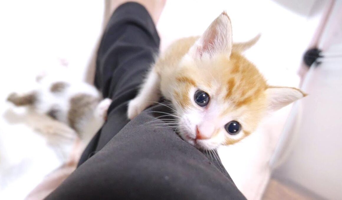 子猫達が足にぐんぐん登って来ちゃいました【赤ちゃん猫　保護猫】