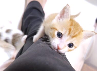 子猫達が足にぐんぐん登って来ちゃいました【赤ちゃん猫　保護猫】