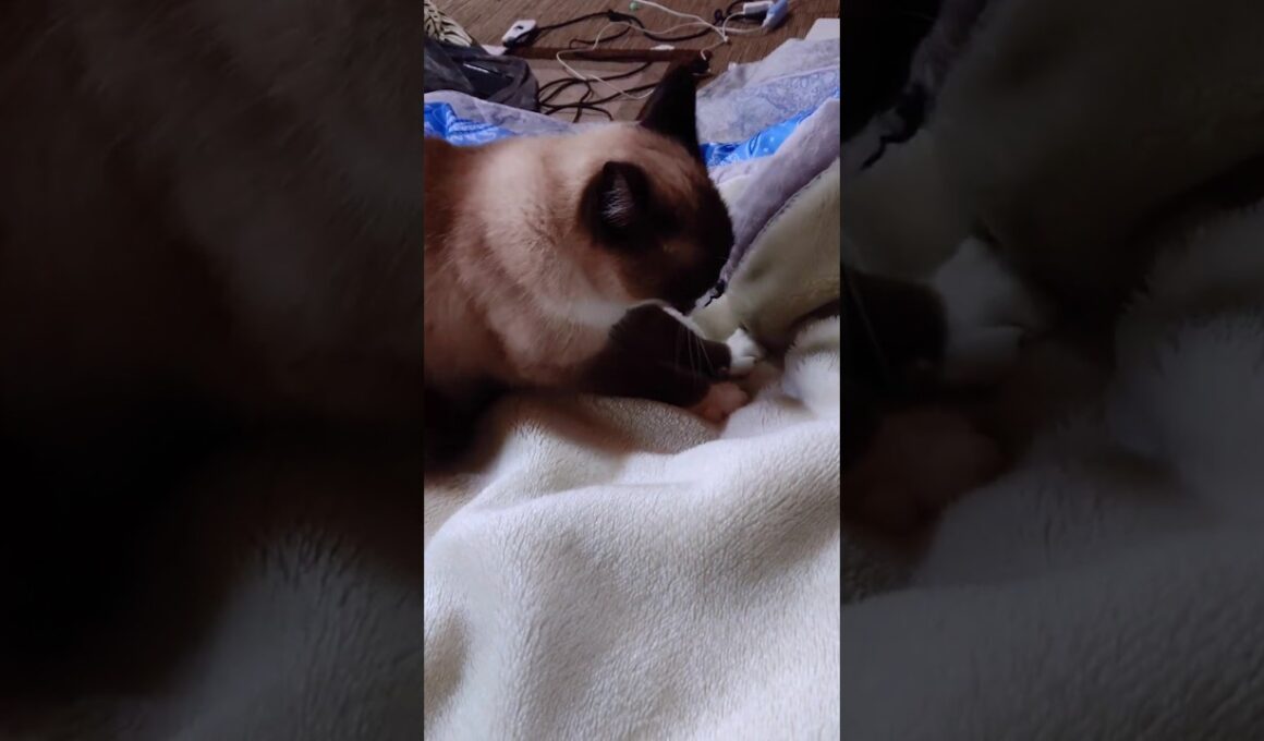 朝のシャム猫さん🐾#猫 #ねこ #cat #Shorts