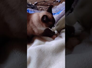 朝のシャム猫さん🐾#猫 #ねこ #cat #Shorts