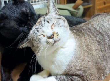 どんなに疲れていても頑張る黒猫くんは女子猫たちからモテモテなのです