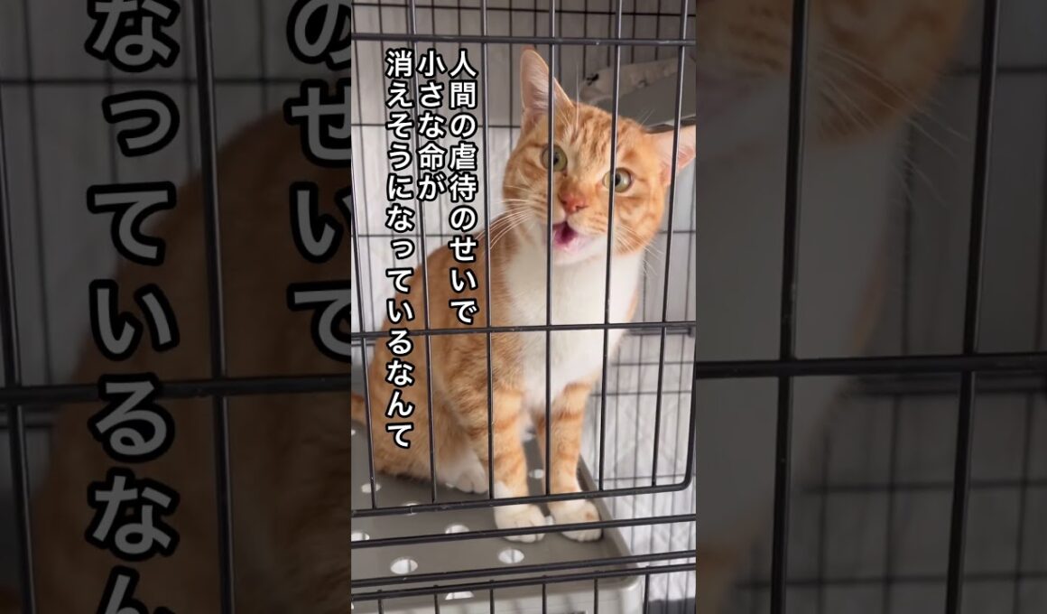 子の命を救いたい【人間による虐待】〜 #保護猫 #猫のいる暮らし #子ネコ #ねこ動画 #ネコ #かわいい猫 #ねこ #保護猫 #かわいい猫